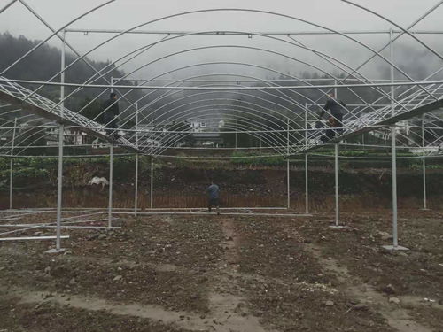 貴州銅仁18000平米薄膜連棟溫室大棚項(xiàng)目建成，助力現(xiàn)代農(nóng)業(yè)發(fā)展